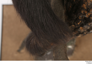 Chimpanzee Bonobo foot 0011.jpg